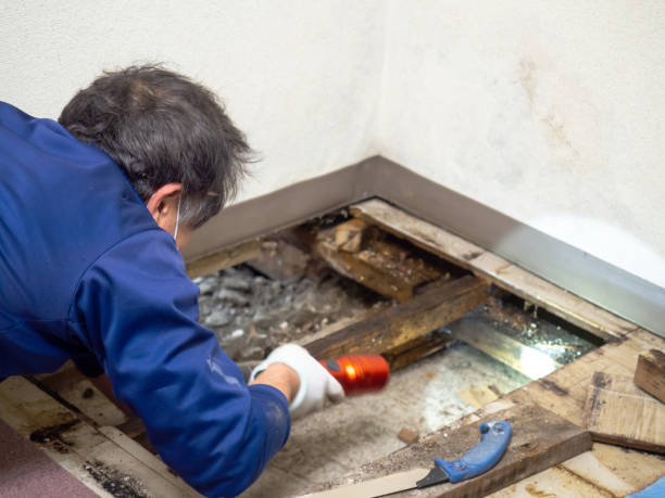 Best Attic Mold Removal  in Canyonville, OR