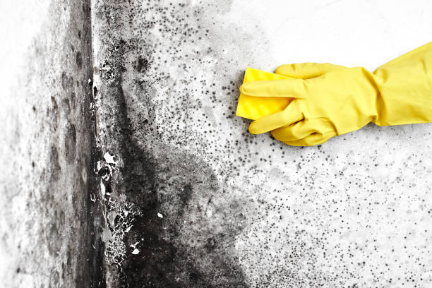 Professional Mold Removal in Canyonville, OR
