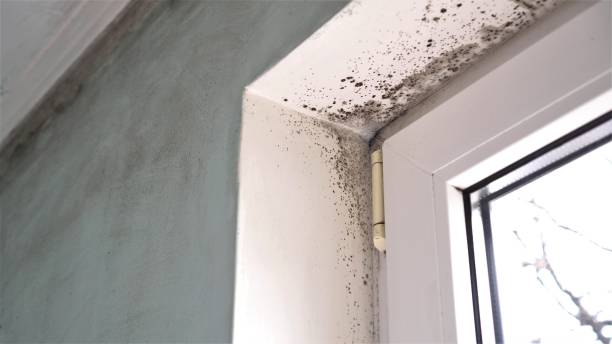 Best Office Mold Removal Services  in Canyonville, OR