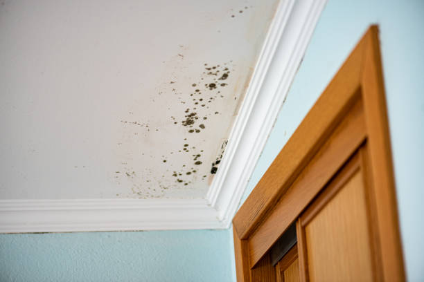 Office Mold Removal Services in Canyonville, OR