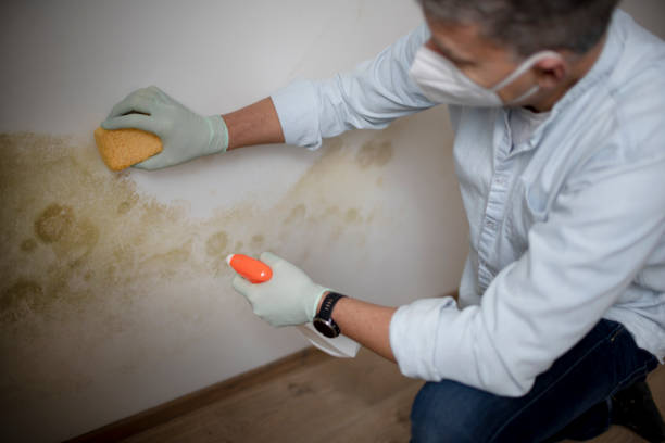 Best Fast Mold Removal  in Canyonville, OR