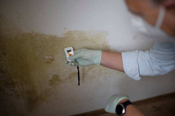 Best Attic Mold Removal  in Canyonville, OR