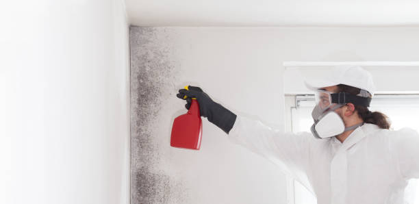 Mold Testing and Removal in Canyonville, OR