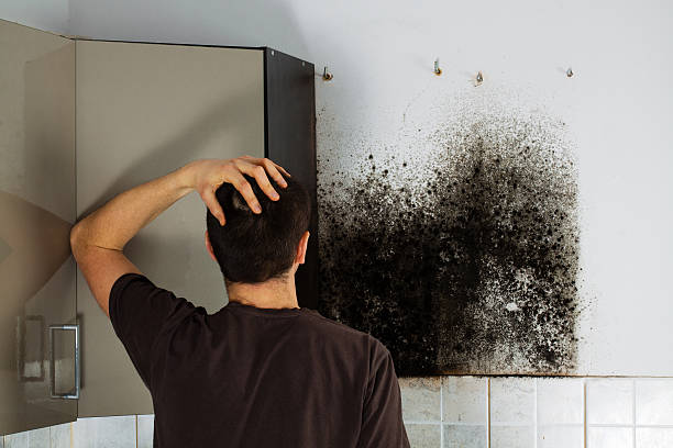 Best Mold Cleaning Services  in Canyonville, OR