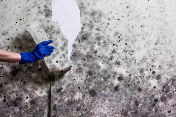 Canyonville, OR Mold Removal Company