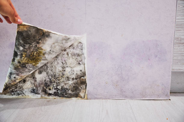 Best Certified Mold Removal  in Canyonville, OR